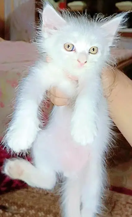 frish piece 1 months age