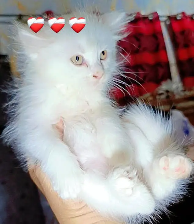 frish piece 1 months age — photo 2