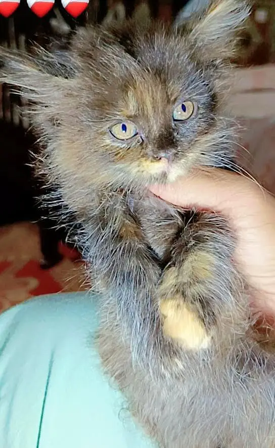 frish piece 1 months age — photo 3
