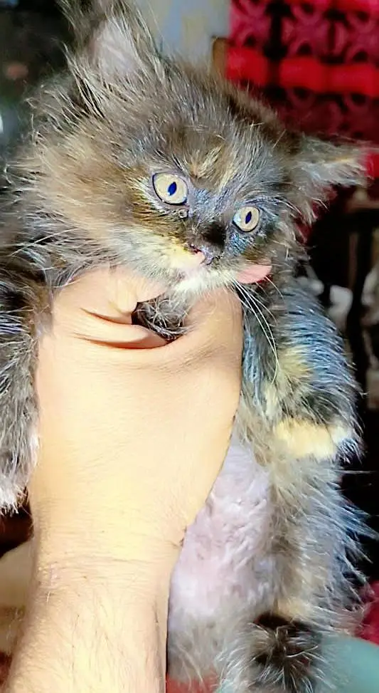 frish piece 1 months age — photo 4