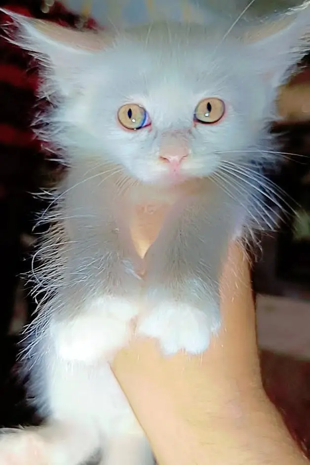frish piece 1 months age — photo 5