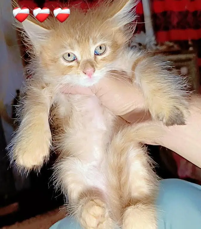frish piece 1 months age — photo 6