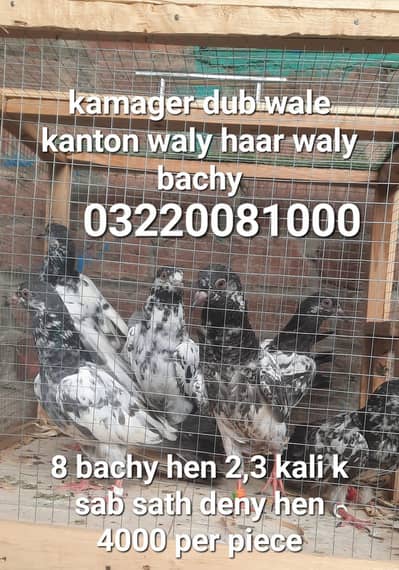 Kamager dub wale kanton wale haar wale