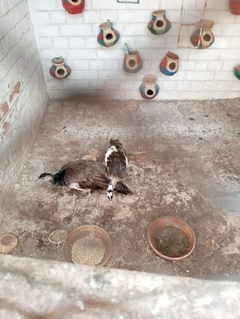 Green male and white rfemale — photo 2