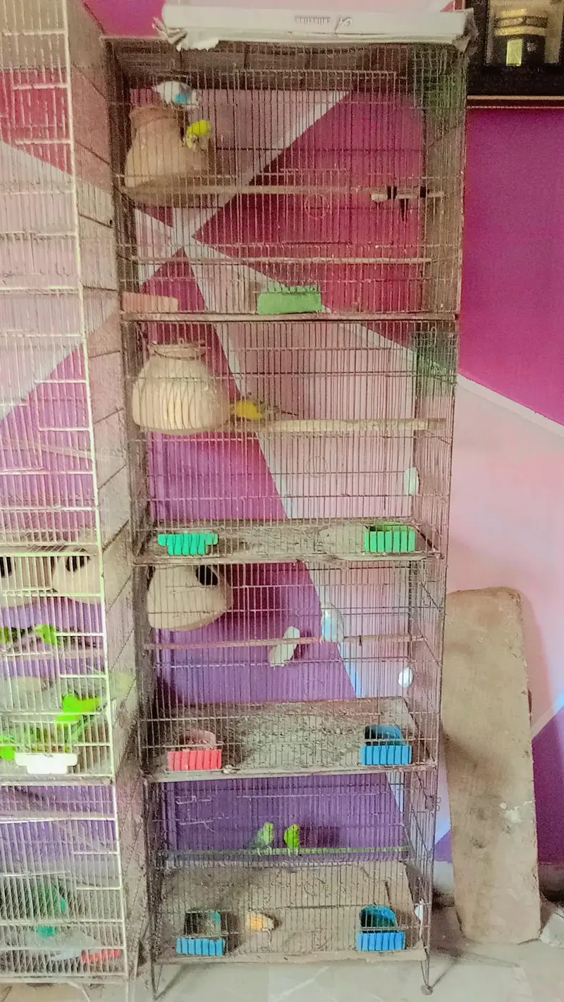 birds cage — photo 2