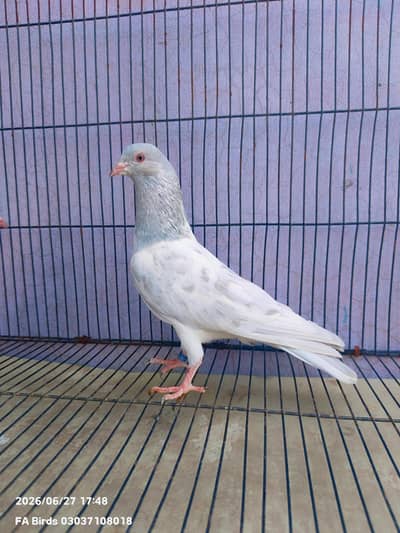 سلیٹی کمگر جورا