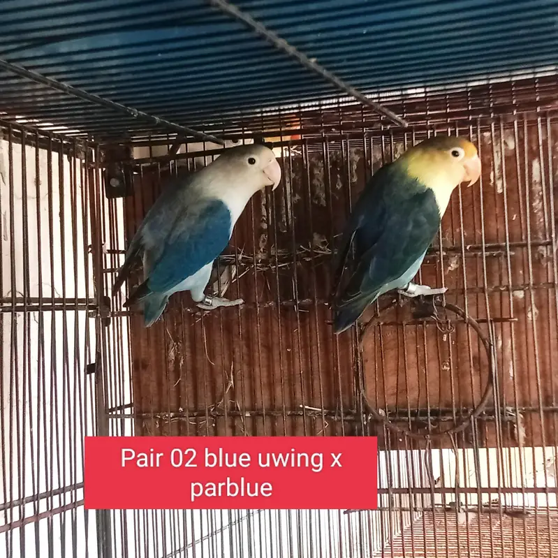 BREEDER AND SINGLE PIECES AVAILABLE AT LOWEST RATES — photo 2
