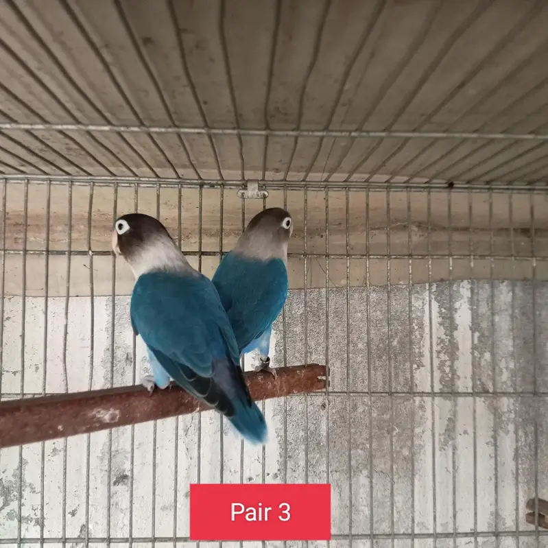 BREEDER AND SINGLE PIECES AVAILABLE AT LOWEST RATES — photo 3
