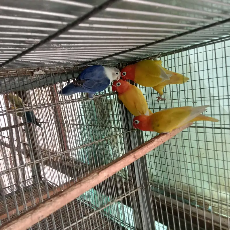 BREEDER AND SINGLE PIECES AVAILABLE AT LOWEST RATES — photo 5