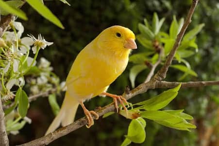 canary singing males