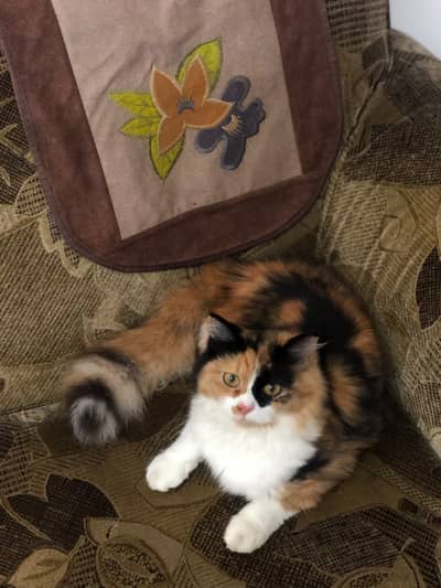 Female persian cat / Age 9 months