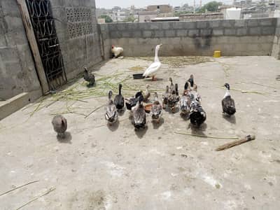 ducks