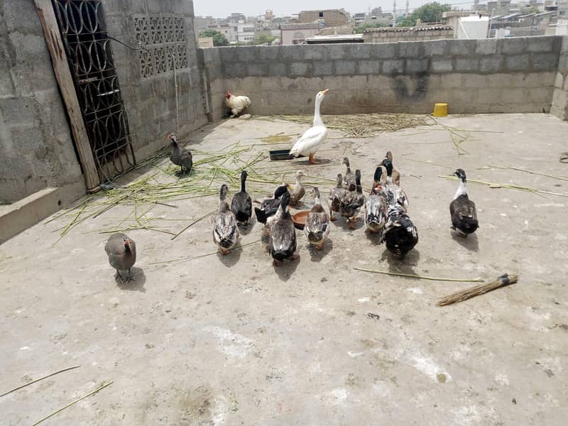 ducks 0