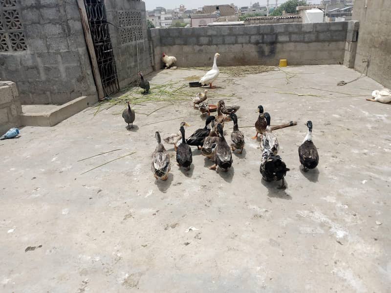 ducks 2