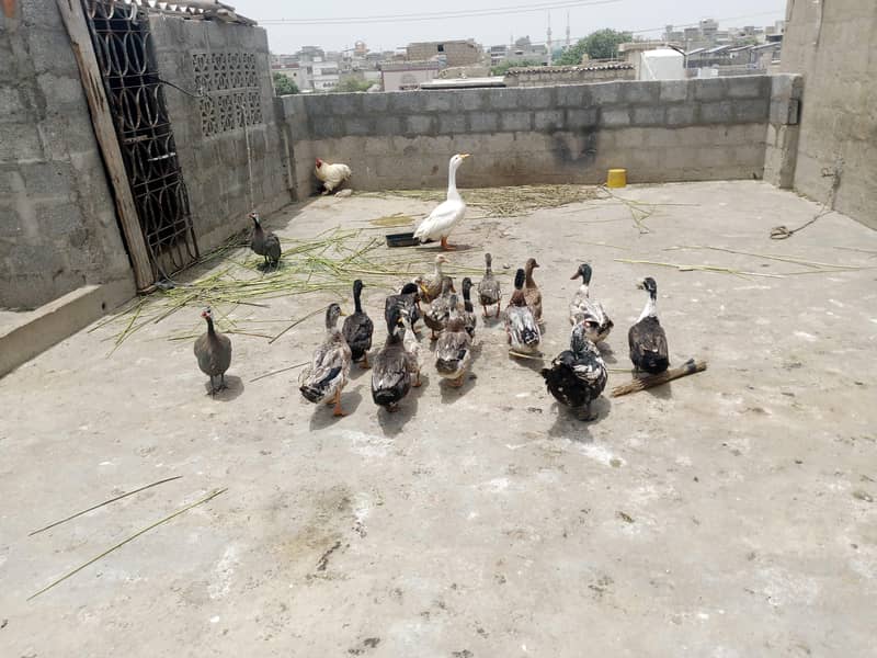 ducks 3