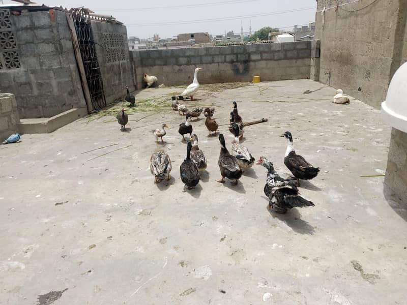 ducks 4
