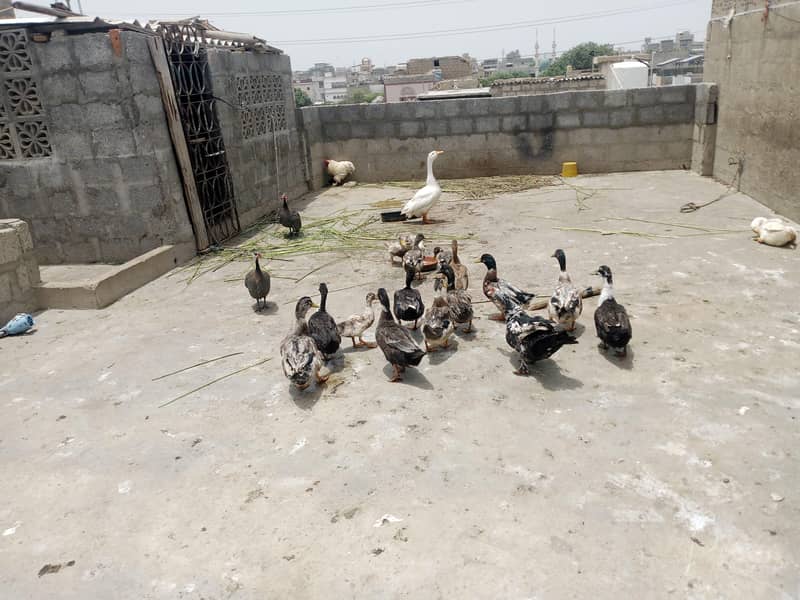 ducks 5