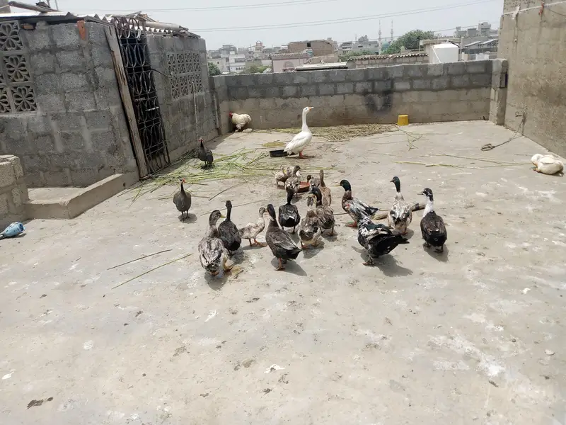 ducks — photo 6