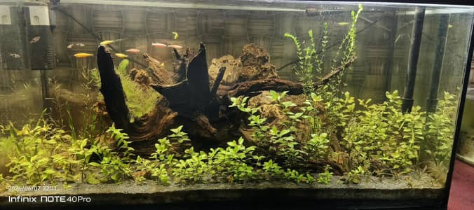 3 feet aquarium full real planted