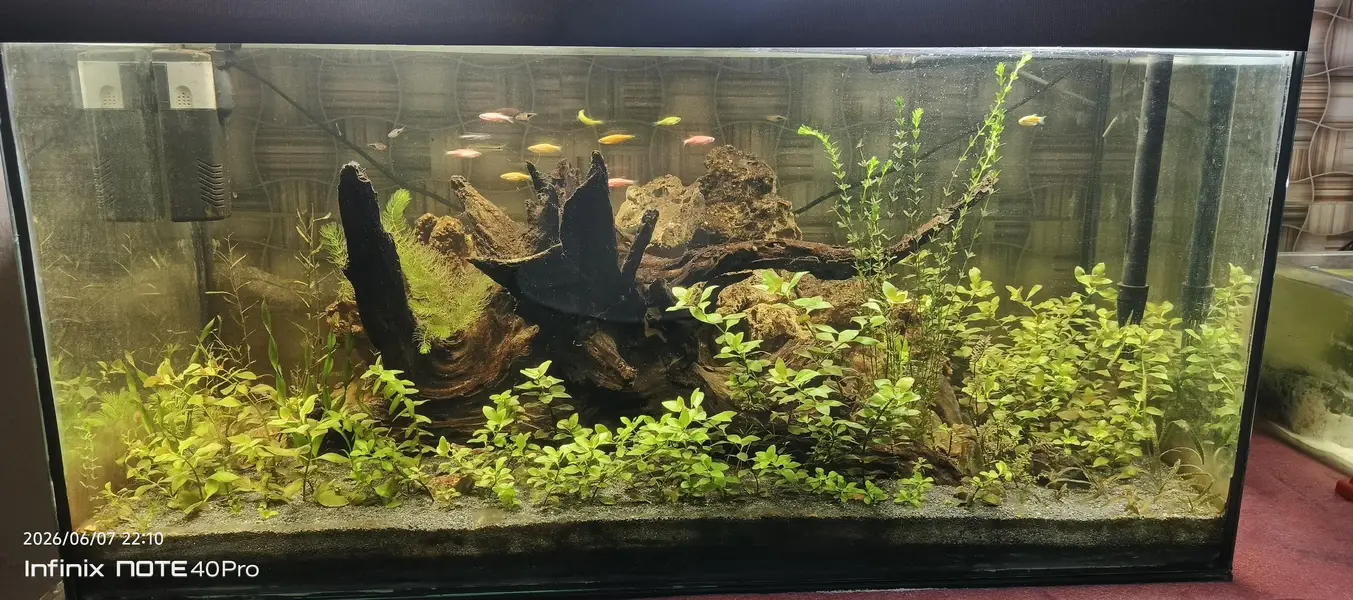 3 feet aquarium full real planted — photo 2