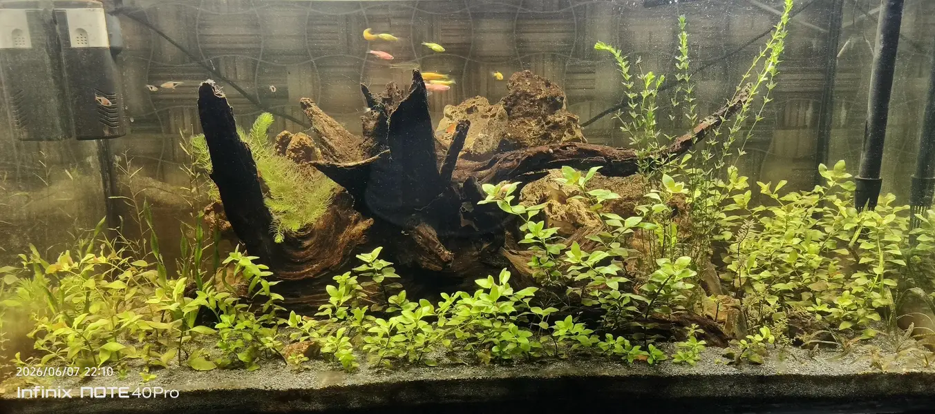 3 feet aquarium full real planted — photo 3