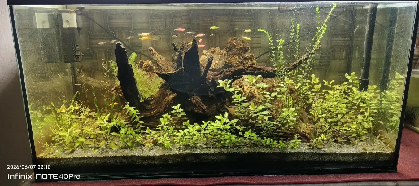 3 feet aquarium full real planted — photo 4