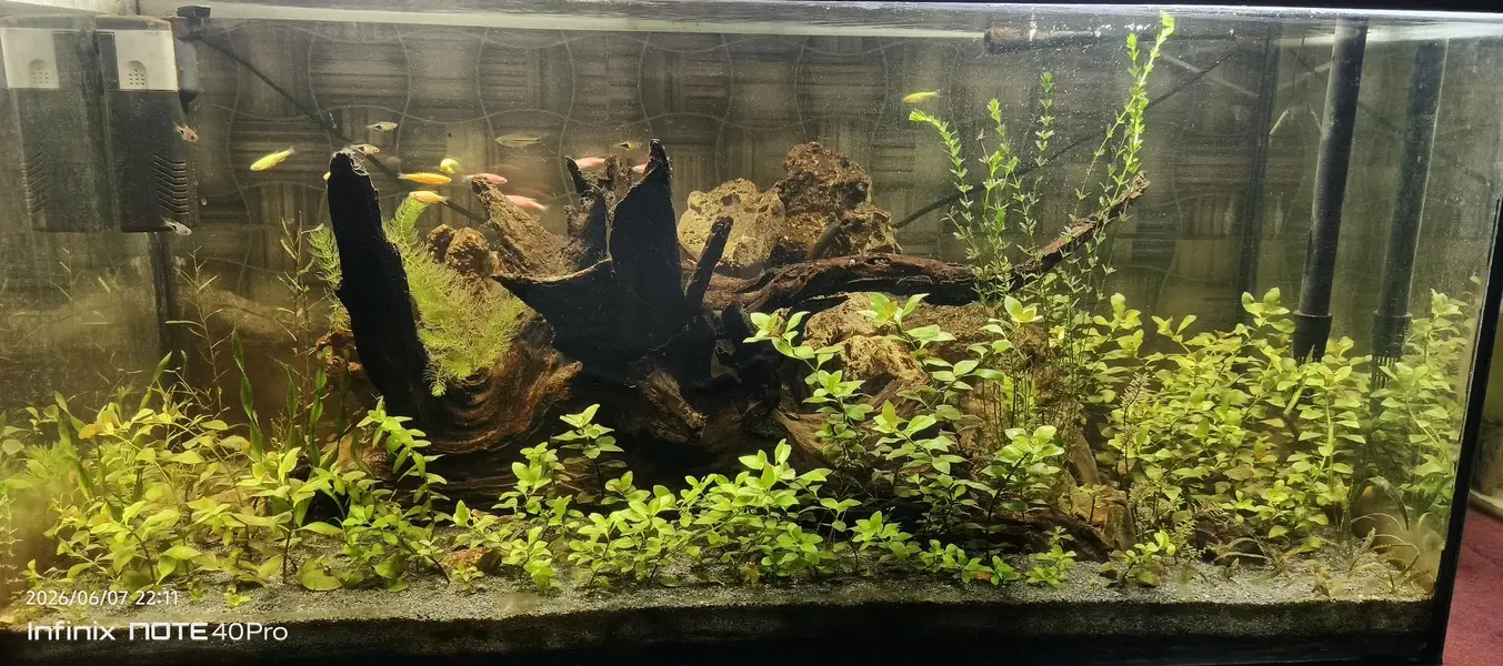 3 feet aquarium full real planted — photo 5