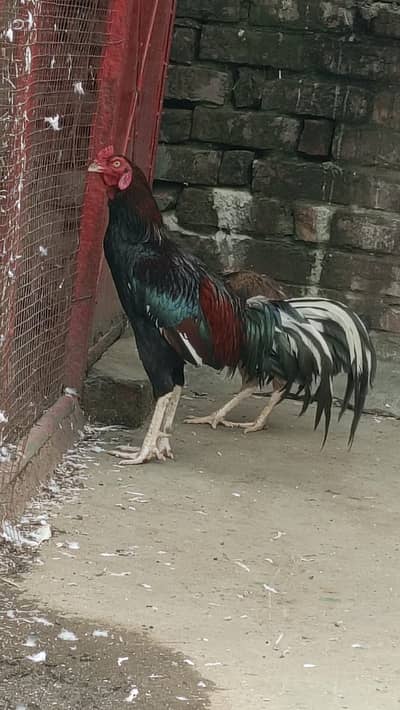 peacock