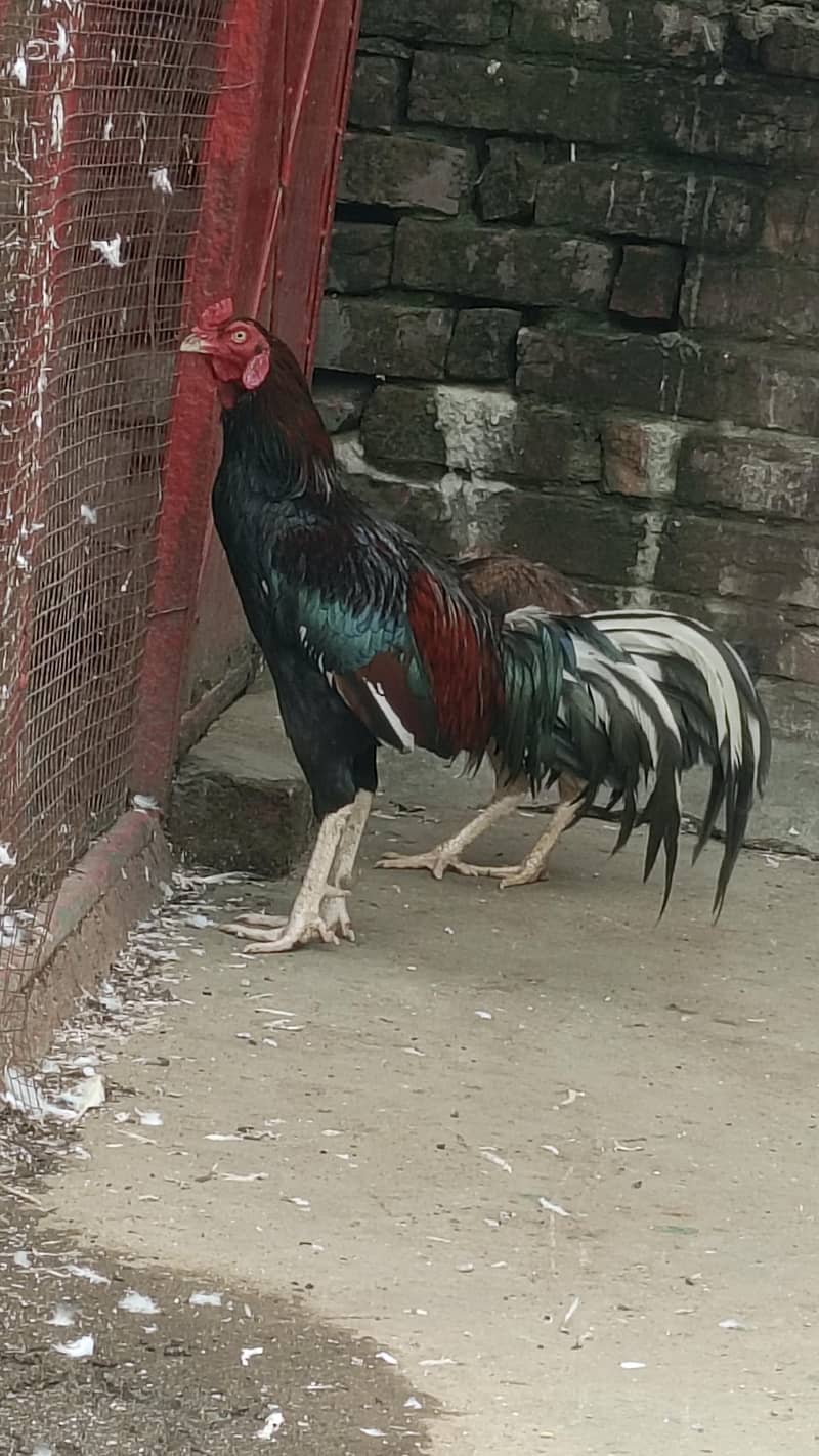 peacock 0