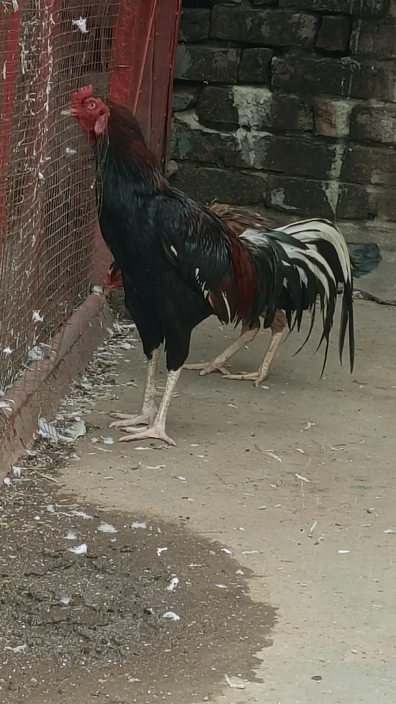 peacock — photo 2