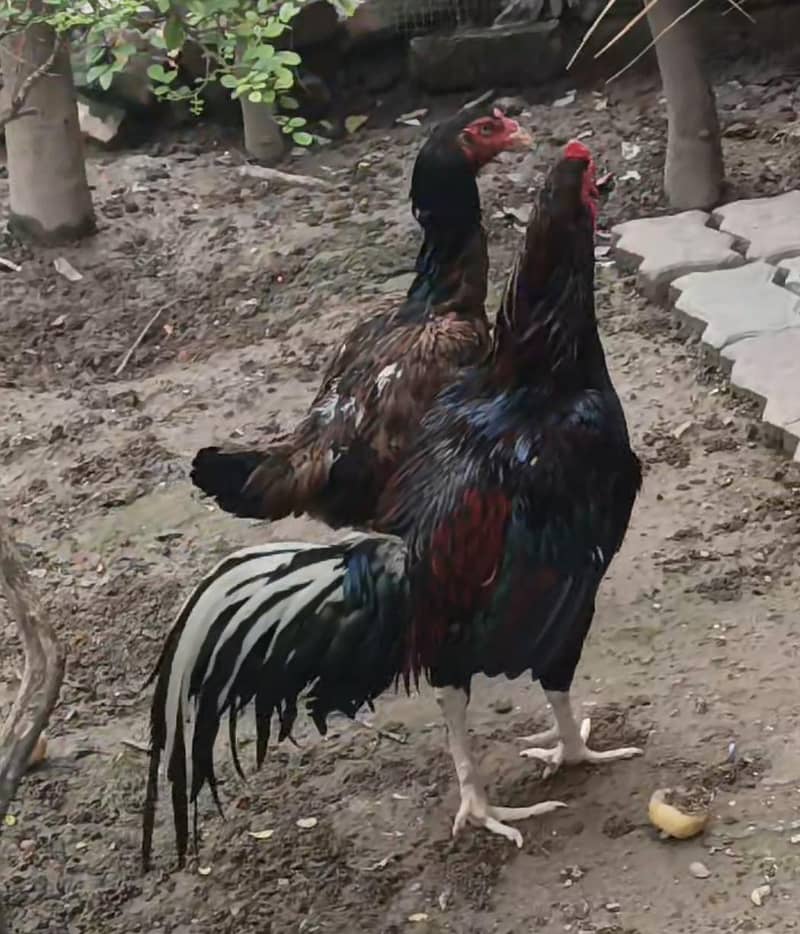 peacock 2