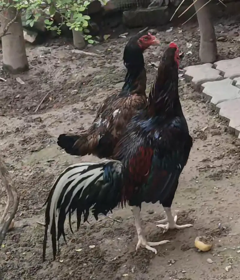 peacock — photo 3