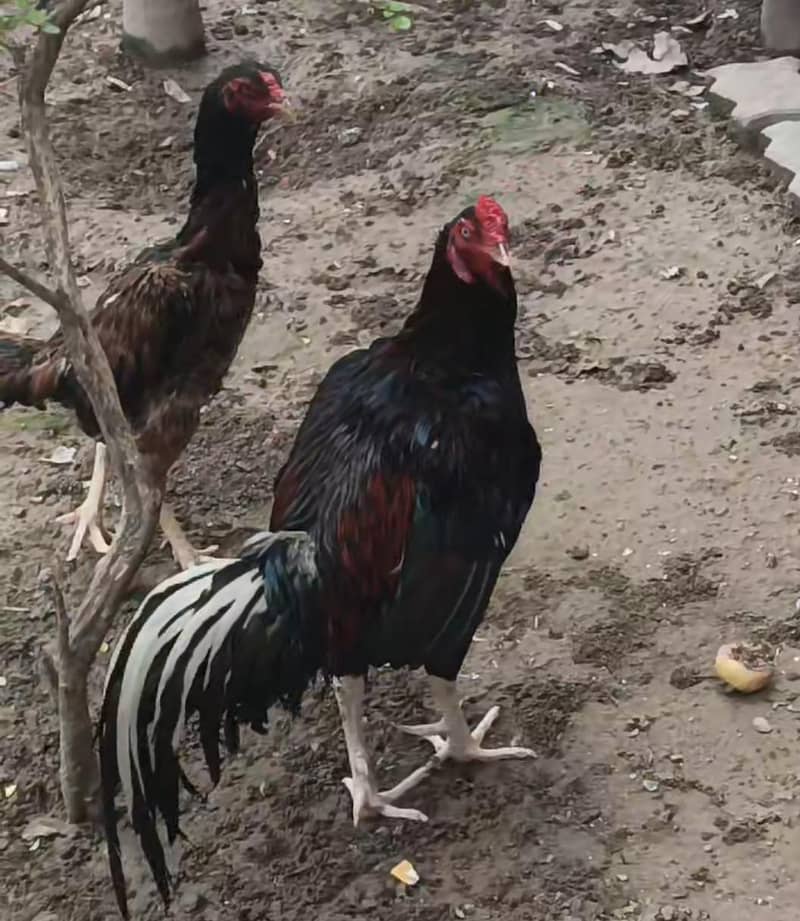 peacock 3