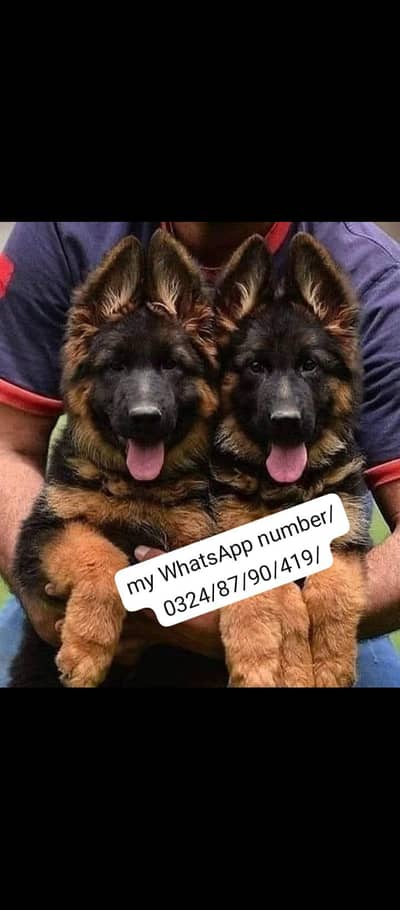 German Shepherd Pappi dog for sale