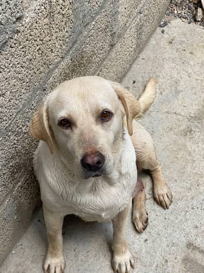 American Labra