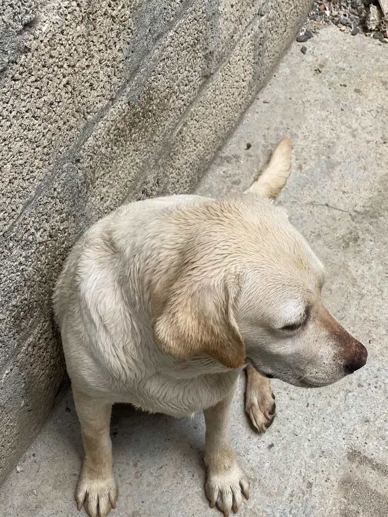 American Labra — photo 2