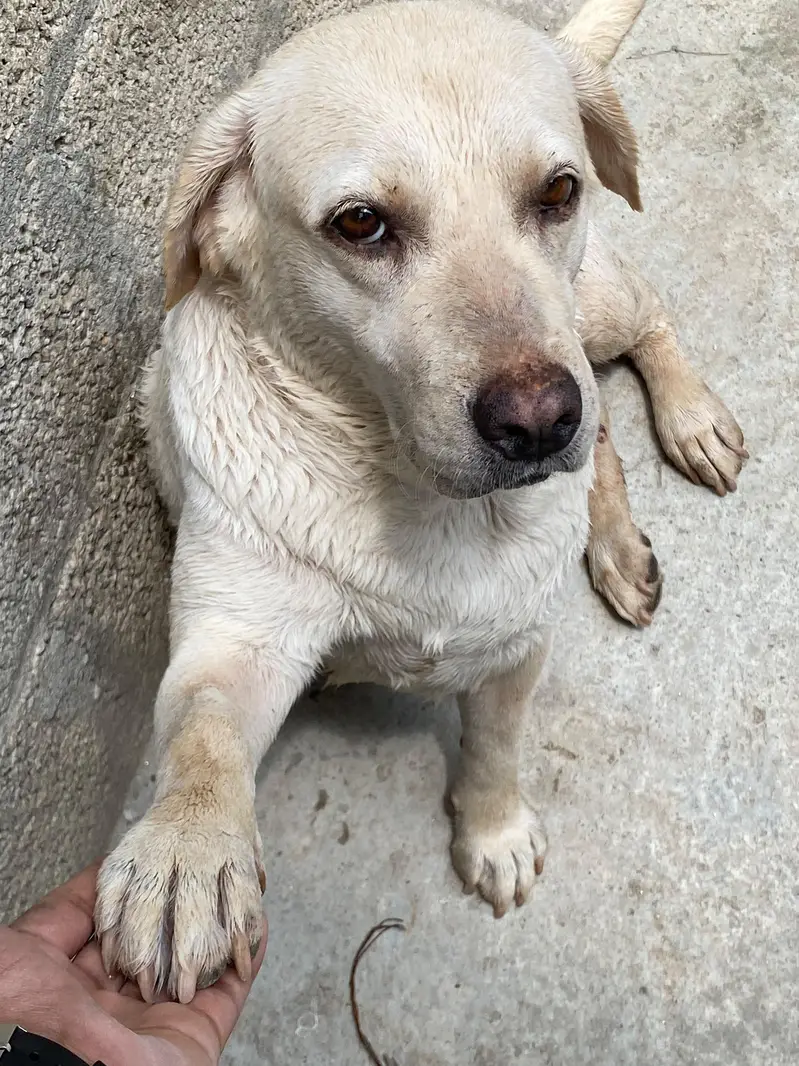 American Labra — photo 3