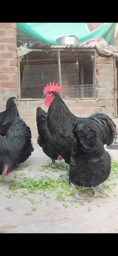 Pure Australorp Heritage pathy available