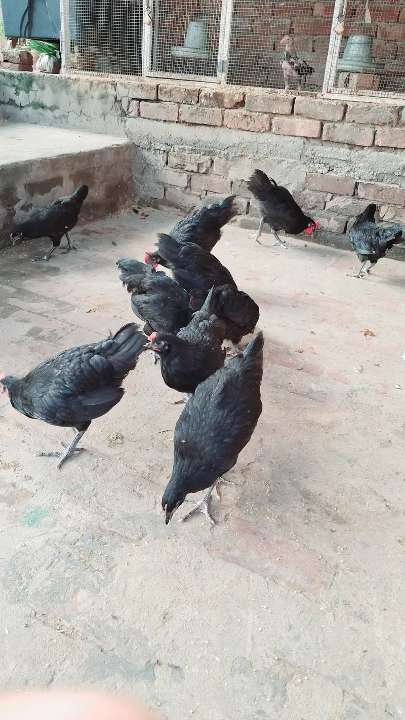 Pure Australorp Heritage pathy available — photo 3