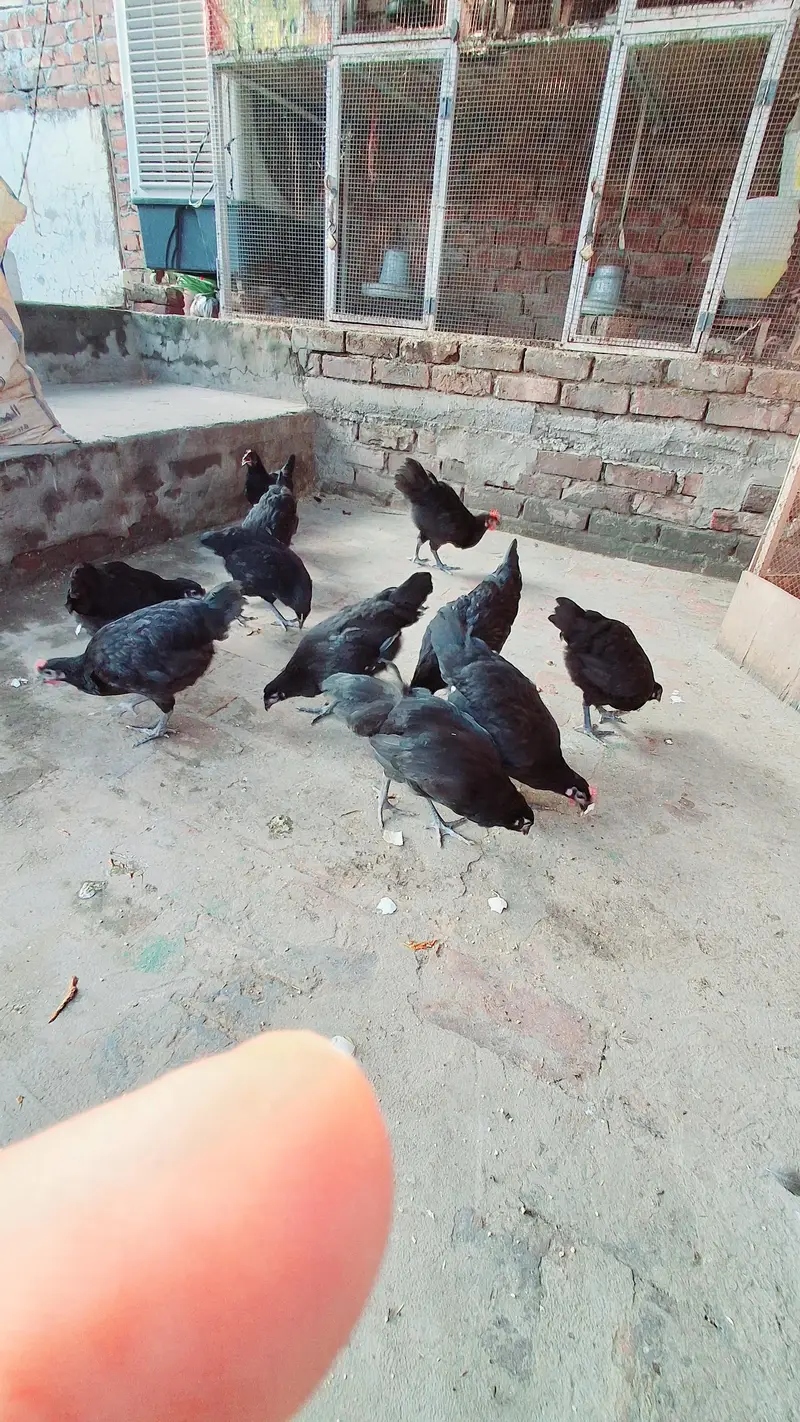 Pure Australorp Heritage pathy available — photo 4