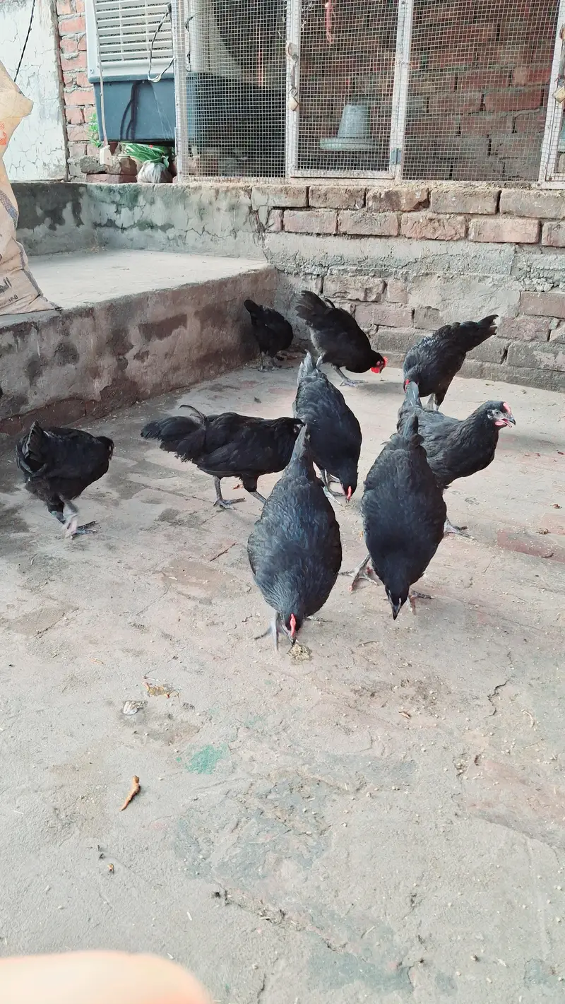 Pure Australorp Heritage pathy available — photo 5