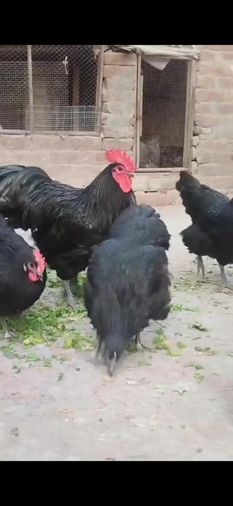Pure Australorp Heritage pathy available — photo 6