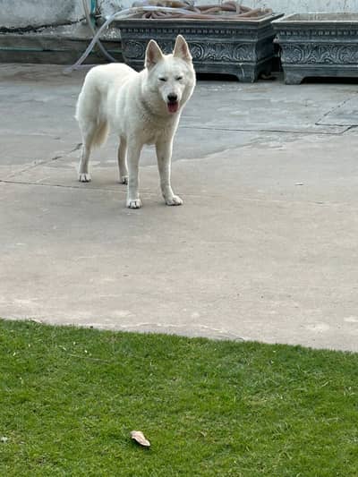 Siberian Husky | 11 Months | Fully Vaccinated | Healthy & Activ