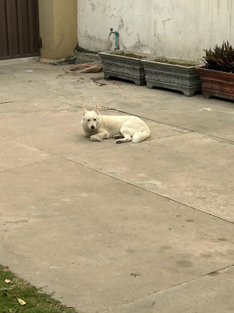 Siberian Husky | 11 Months | Fully Vaccinated | Healthy & Activ — photo 2