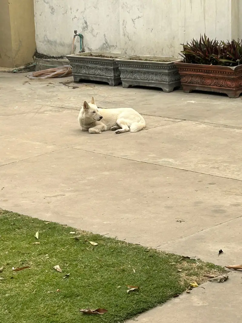 Siberian Husky | 11 Months | Fully Vaccinated | Healthy & Activ — photo 3