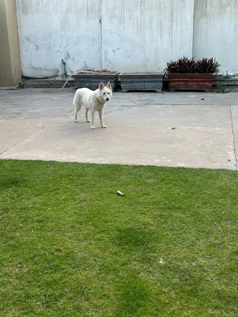Siberian Husky | 11 Months | Fully Vaccinated | Healthy & Activ — photo 4