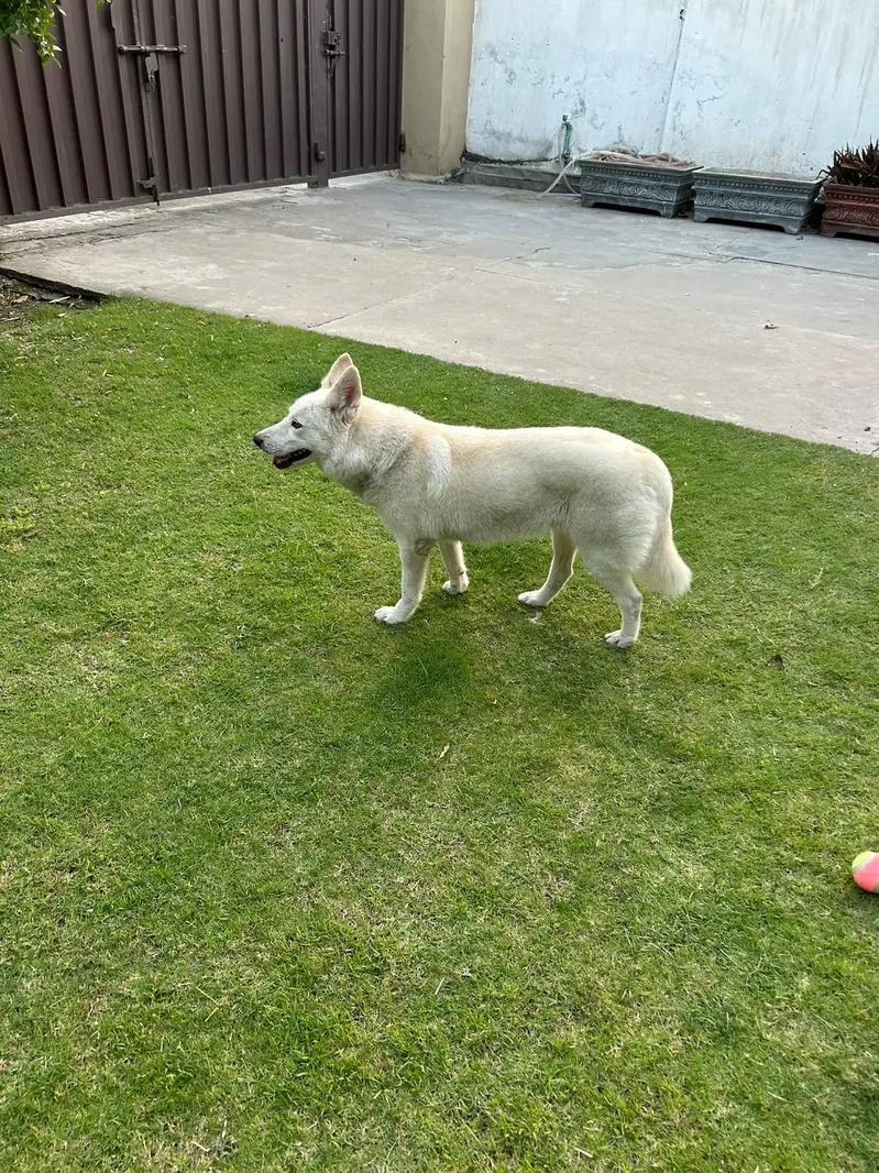 Siberian Husky | 11 Months | Fully Vaccinated | Healthy & Activ — photo 5
