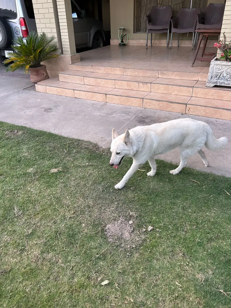 Siberian Husky | 11 Months | Fully Vaccinated | Healthy & Activ — photo 6