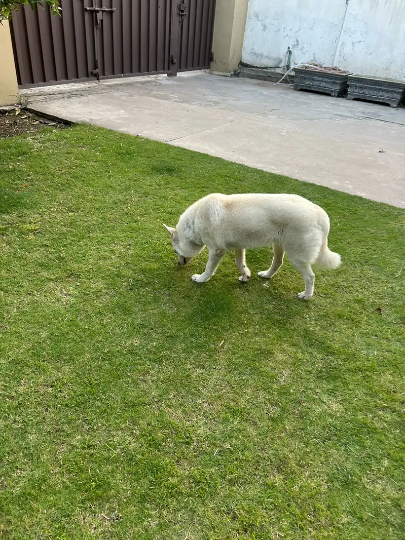 Siberian Husky | 11 Months | Fully Vaccinated | Healthy & Activ — photo 7