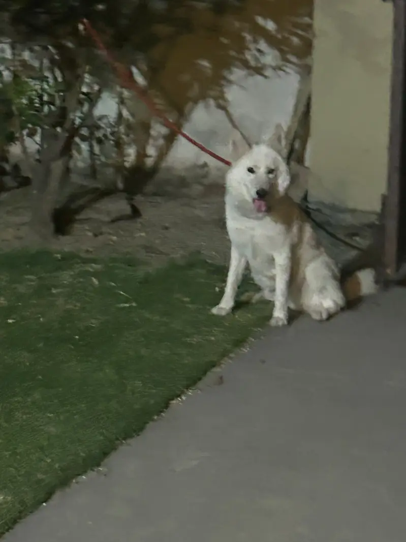 Siberian Husky | 11 Months | Fully Vaccinated | Healthy & Activ — photo 10